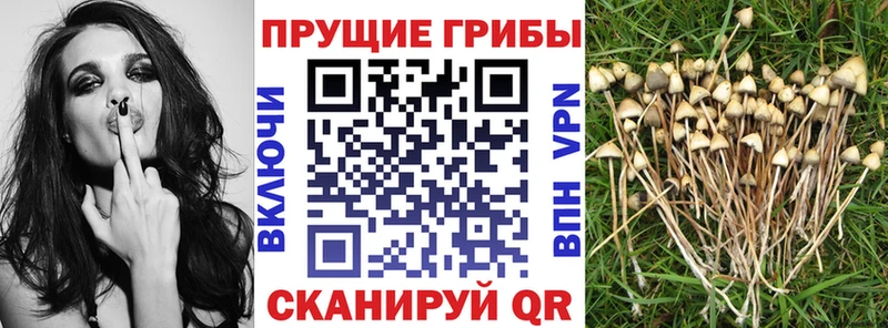 Купить где  Полярные Зори  Псилоцибиновые грибы ЛСД 